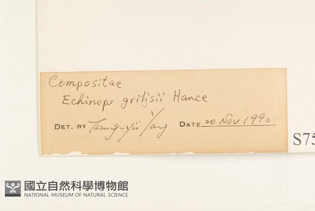 矮菊藏品圖，第3張