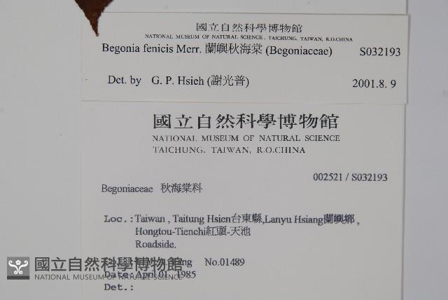 蘭嶼秋海棠藏品圖，第2張