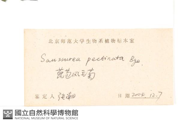 蓖苞風毛菊藏品圖，第3張