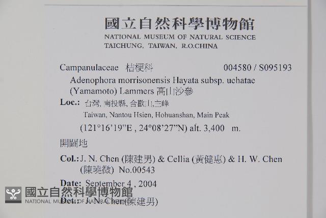高山沙參藏品圖，第2張