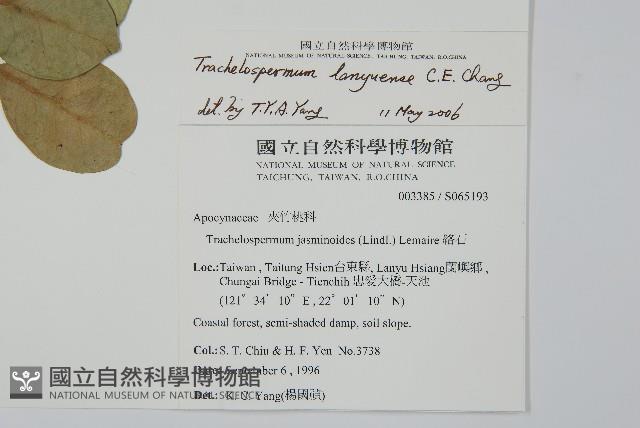 蘭嶼絡石藏品圖，第2張