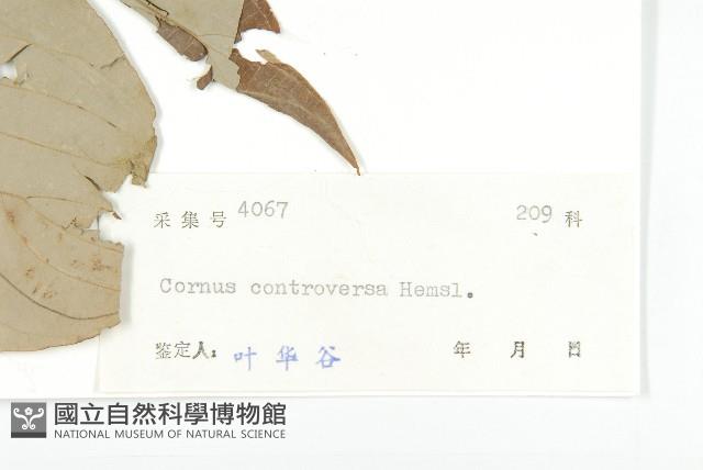 燈臺樹藏品圖，第3張