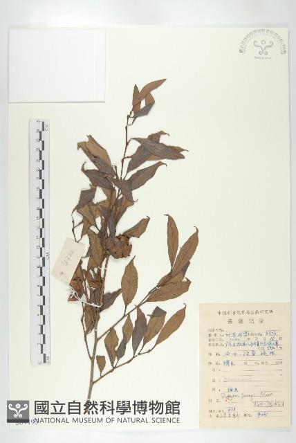 延平柿藏品圖，第3張