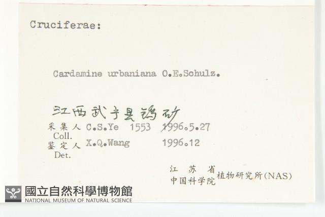 華中碎米薺藏品圖，第3張