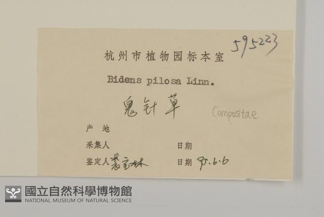 白花鬼針藏品圖，第3張