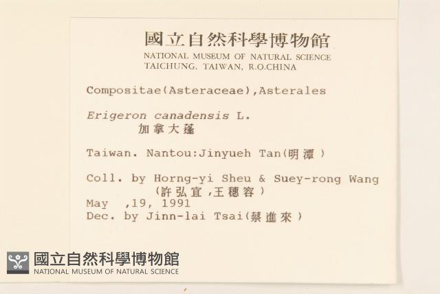 加拿大蓬藏品圖，第2張