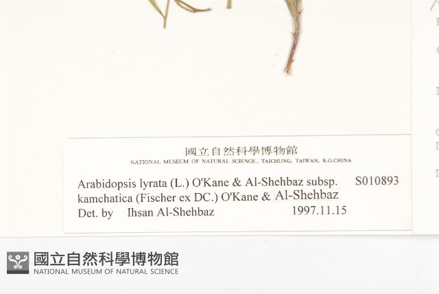 玉山筷子芥藏品圖，第3張