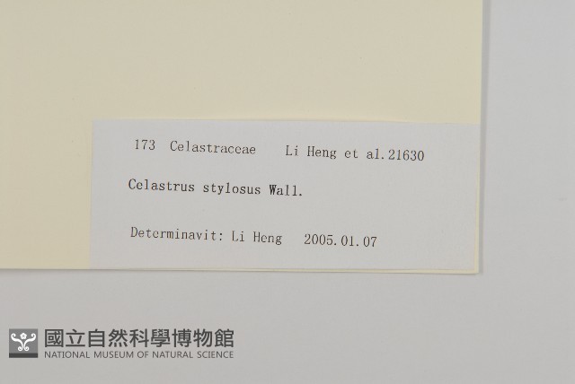 顯柱南蛇藤藏品圖，第3張