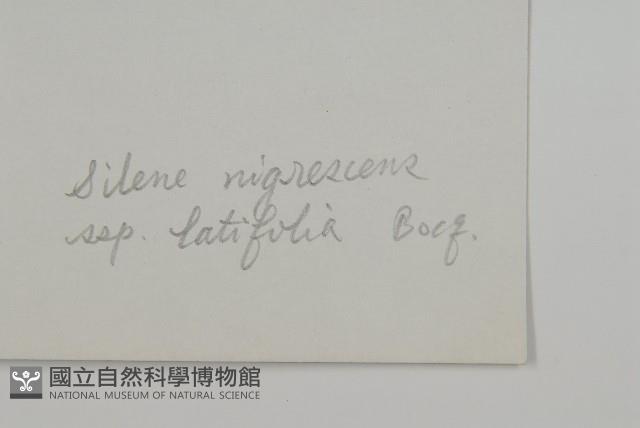 寬葉變黑繩子草藏品圖，第3張