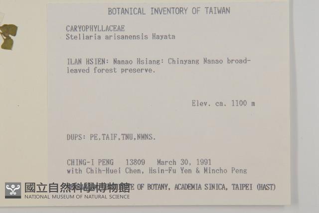 阿里山繁縷藏品圖，第2張