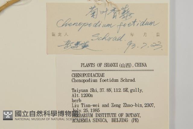 菊葉香藜藏品圖，第3張