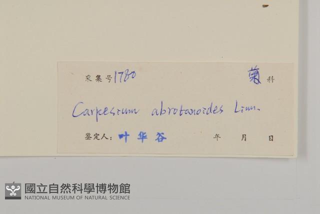 天名精藏品圖，第3張