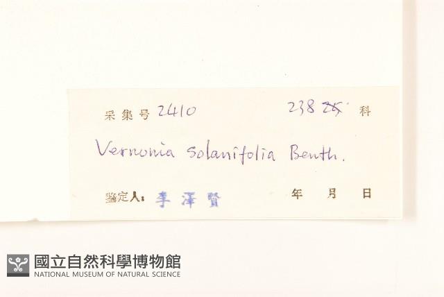 茄葉斑鳩菊藏品圖，第3張