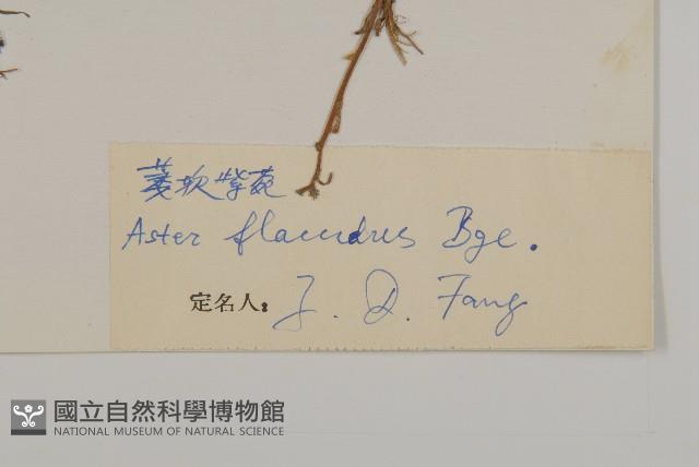 柔軟紫菀藏品圖，第3張