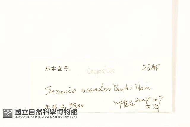 蔓黃菀藏品圖，第3張