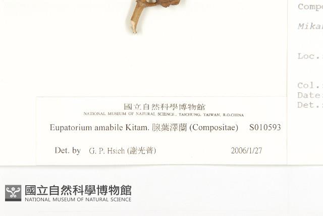 腺葉澤蘭藏品圖，第3張