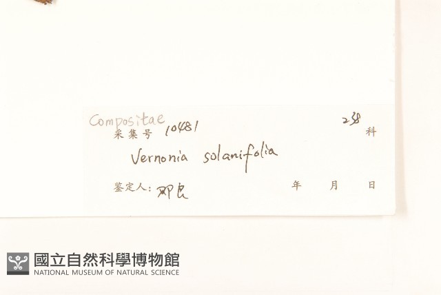 茄葉斑鳩菊藏品圖，第3張