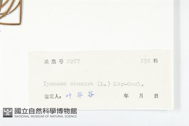 野牽牛藏品圖，第3張