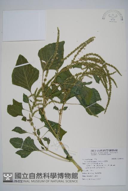 青莧藏品圖，第3張