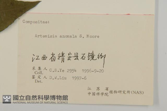 珍珠蒿、奇蒿藏品圖，第3張