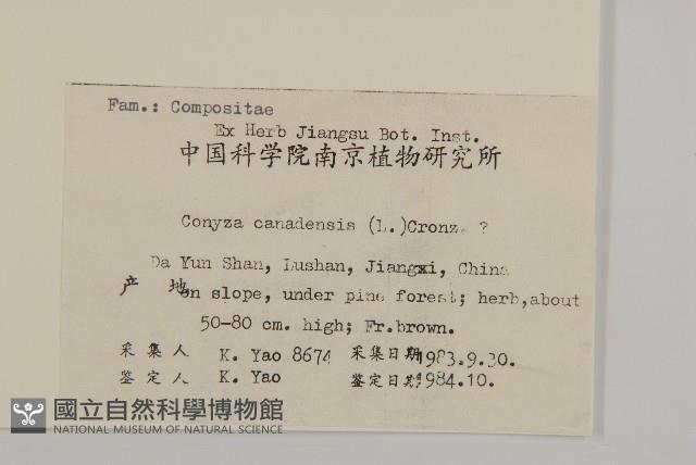 加拿大蓬藏品圖，第2張