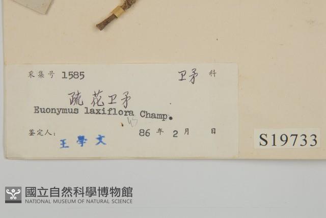 大丁黃藏品圖，第3張