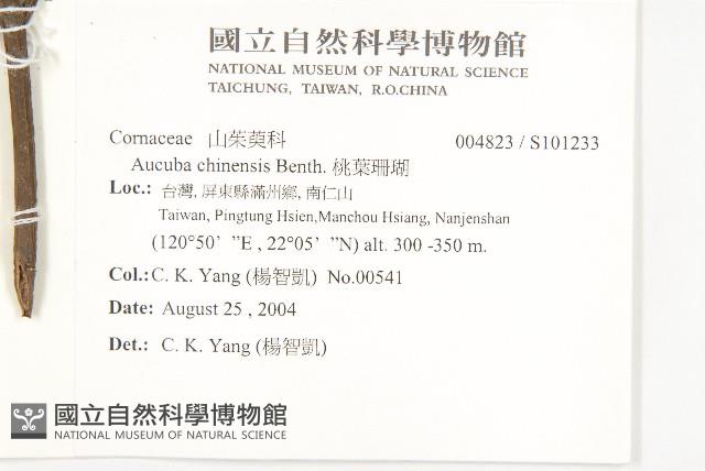桃葉珊瑚藏品圖，第2張