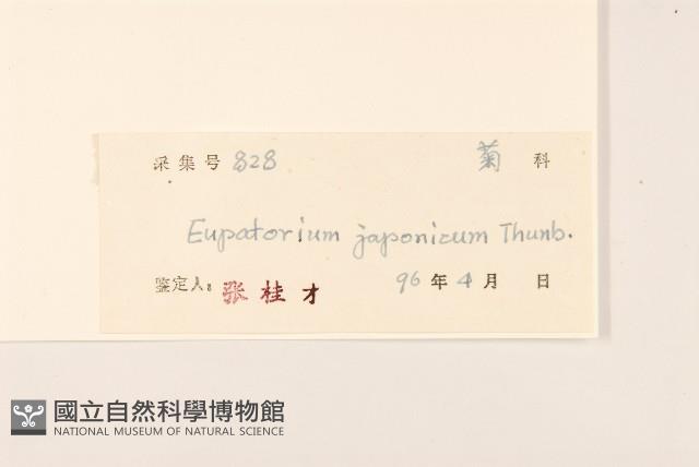 佩蘭、澤蘭藏品圖，第3張