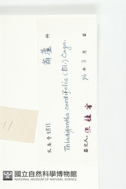 大苞赤瓟藏品圖，第3張