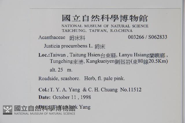 爵床藏品圖，第2張