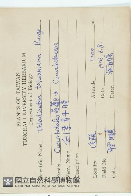 斑花青牛膽藏品圖，第2張