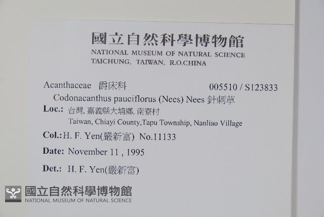 針刺草藏品圖，第2張