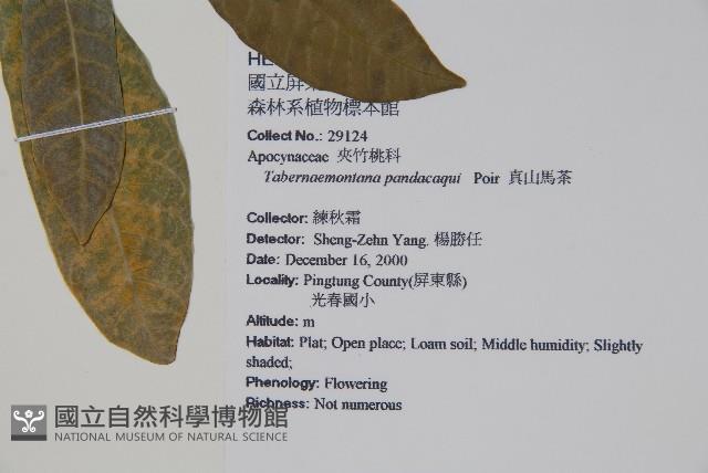 南洋馬蹄花藏品圖，第2張