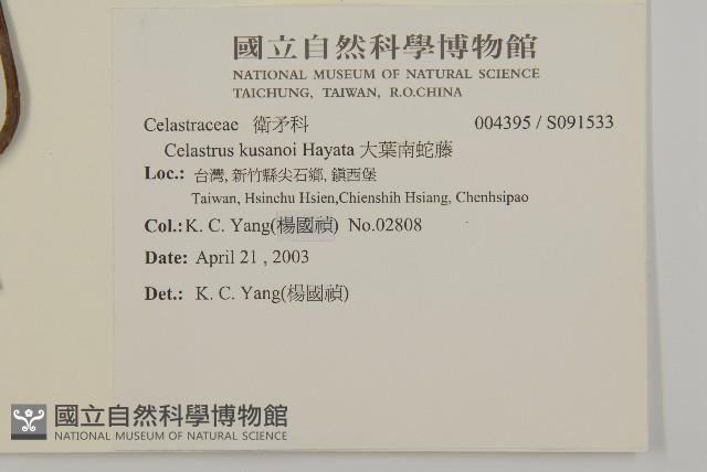 大葉南蛇藤藏品圖，第2張