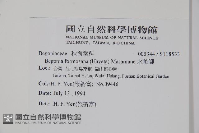 水鴨腳藏品圖，第2張