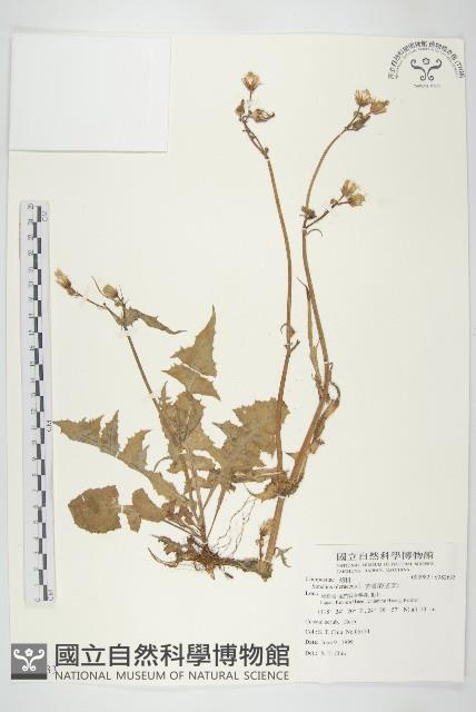 臺灣澤蘭藏品圖，第3張