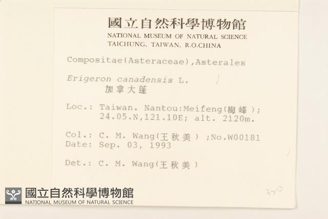 加拿大蓬藏品圖，第2張