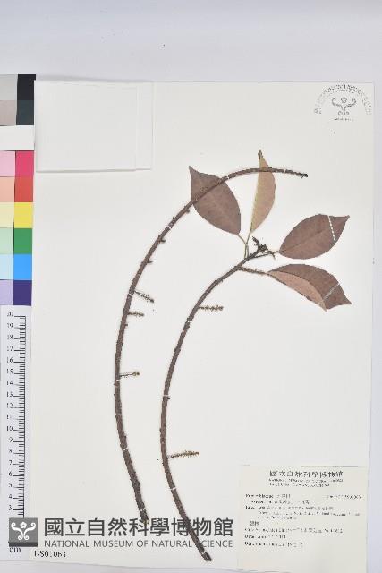 鼠麴草藏品圖，第3張