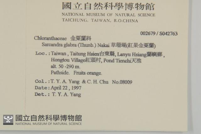 草珊瑚、紅果金粟蘭藏品圖，第2張