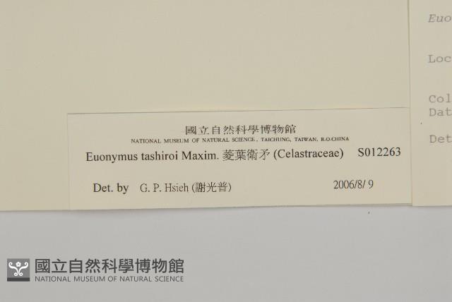 菱葉衛矛藏品圖，第3張