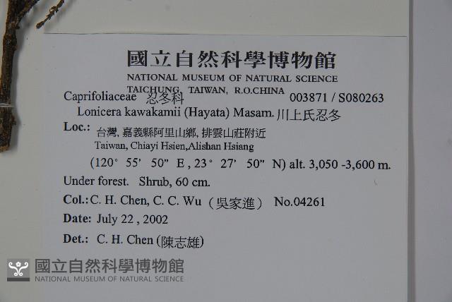 川上氏忍冬藏品圖，第2張