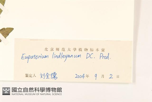 林氏澤蘭藏品圖，第3張