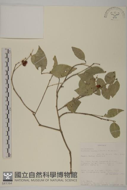 狗筋蔓藏品圖，第3張