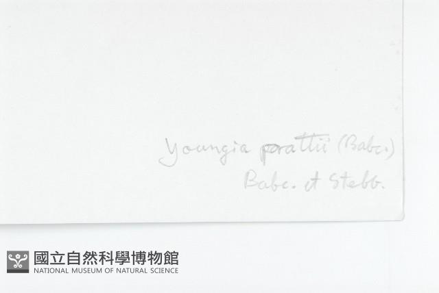 川西黃鵪菜藏品圖，第3張