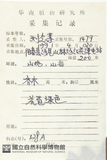 杜英、山杜英、蘭嶼杜英藏品圖，第2張