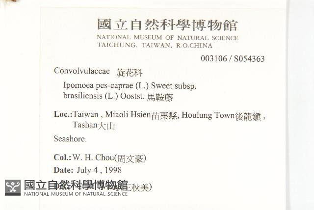 馬鞍藤藏品圖，第2張