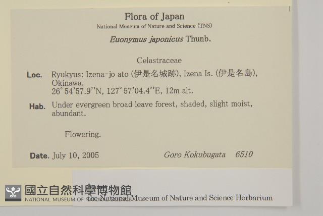 日本衛矛, 大葉黃楊藏品圖，第2張