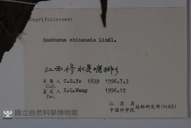 冇骨消藏品圖，第2張