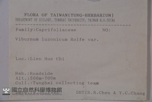 呂宋莢迷藏品圖，第2張
