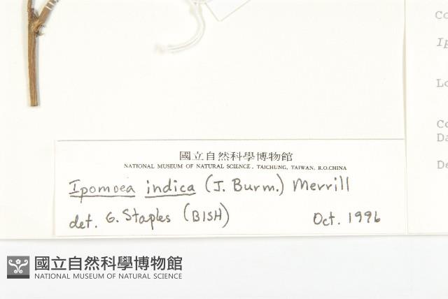 銳葉牽牛藏品圖，第3張